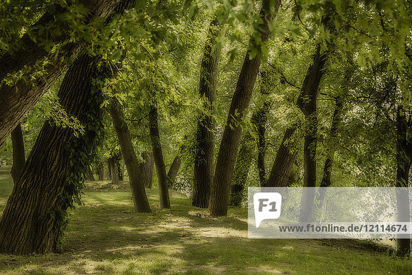 Bäume mit üppigem  grünem Laub in einem Park zur Sommerzeit; Connecticut  Vereinigte Staaten von Amerika