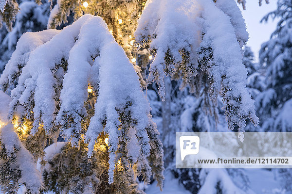 Nahaufnahme des Neuschnees  der einen mit leuchtenden weißen Lichtern bespannten Zweig einer Berghexe (Tsuga mertensiana) in der Abenddämmerung bedeckt  Kenai-Halbinsel  Süd-Zentral-Alaska; Moose Pass  Alaska  Vereinigte Staaten von Amerika
