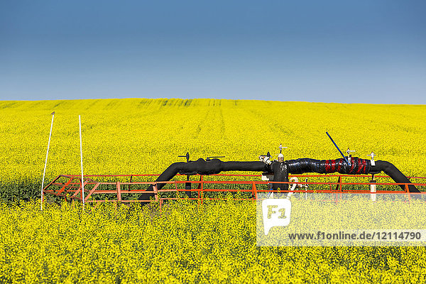 Blühendes Rapsfeld mit einer Pipeline auf dem Feld und blauem Himmel; Beiseker  Alberta  Kanada