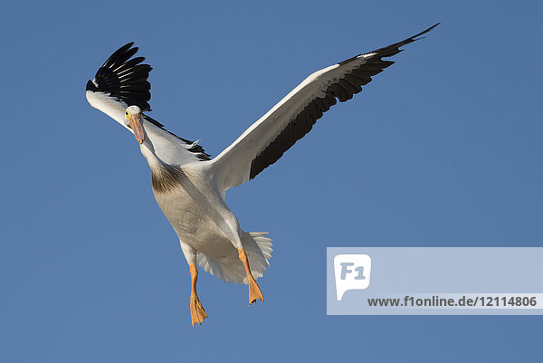 Ein Pelikan (Pelecanidae) im Flug bei blauem Himmel; Ontario  Kanada