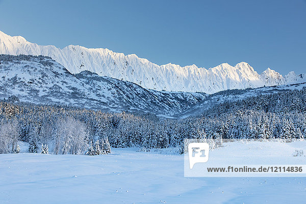Mit Neuschnee bedeckte Fichten stehen vor einem von der untergehenden Sonne erwärmten  schneebedeckten Birkenwald  schroffe  schneebedeckte Kammlinien im Hintergrund  Turnagain Pass  Kenai-Halbinsel  Süd-Zentral-Alaska; Alaska  Vereinigte Staaten von Amerika