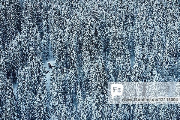 Ein dichter  schneebedeckter Nadelwald mit einem auf einer kleinen Lichtung abgestellten Motorschlitten; Laax  Schweiz