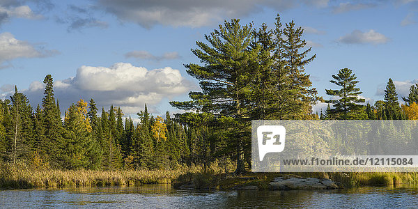 Nadelbäume und goldene Laubbäume am Ufer des Lake of the Woods; Lake of the Woods  Ontario  Kanada