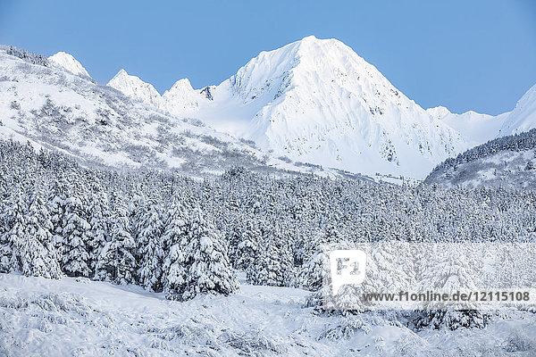 Mit frischem Schnee bedeckte Schwarzfichten im Vordergrund und schneebedeckte schroffe Berggipfel im Hintergrund  Turnagain Pass  Süd-Zentral-Alaska; Moose Pass  Alaska  Vereinigte Staaten von Amerika