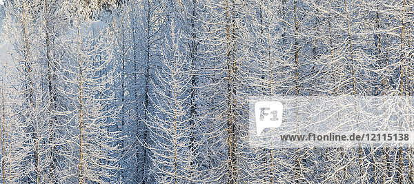 Tief stehende Nachmittagssonne wirft warmes Licht auf schneebedeckte Cottonwood-Bäume,  Turnagain Pass,  Kenai-Halbinsel,  Süd-Zentral-Alaska; Alaska,  Vereinigte Staaten von Amerika