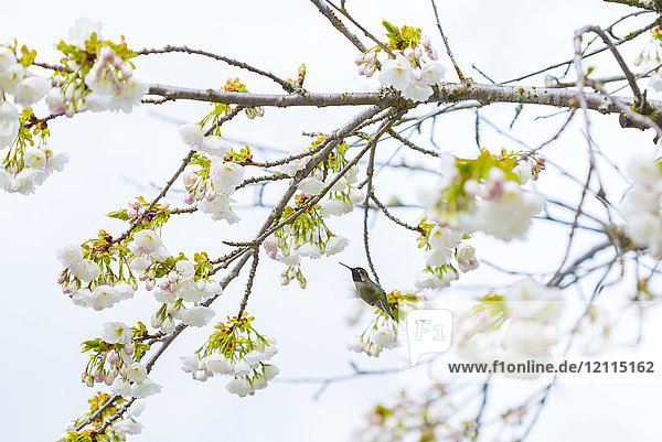 Ein Rubinkehlkolibri (Archilochus colubris) ernährt sich vom Nektar frischer Kirschblüten an einem blühenden Baum; Vancouver  British Columbia  Kanada