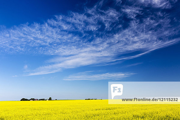 Blühendes Rapsfeld mit blauem Himmel und dramatischen weißen Wolken; Beiseker  Alberta  Kanada