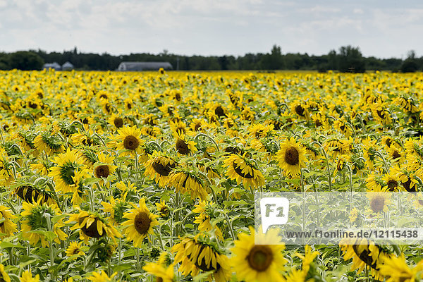 Ein Feld mit einer Fülle von Sonnenblumen (Helianthus); Manitoba  Kanada