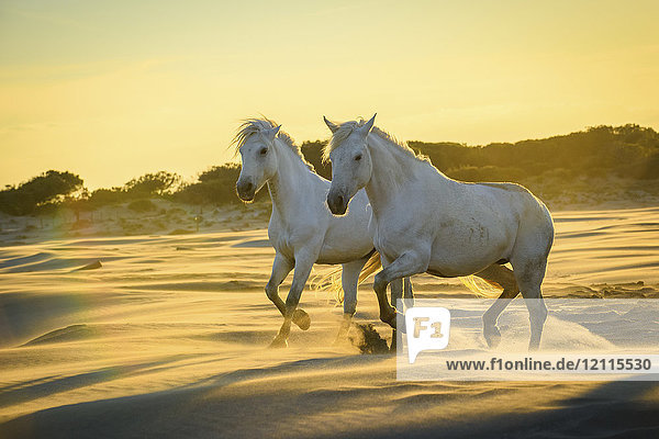 Zwei weiße Pferde (Equus ferus caballus) am Strand im goldenen Sonnenlicht bei Sonnenuntergang; Camargue  Frankreich