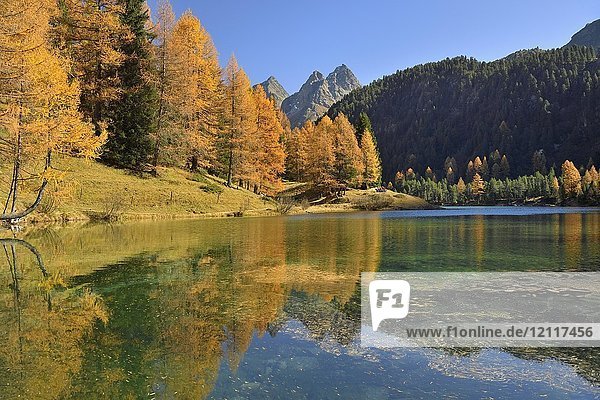 Lärche in Herbstfärbung  Palpuogna-See  Lei da Palpuogna  Albulapass  Kanton Graubünden  Schweiz  Europa