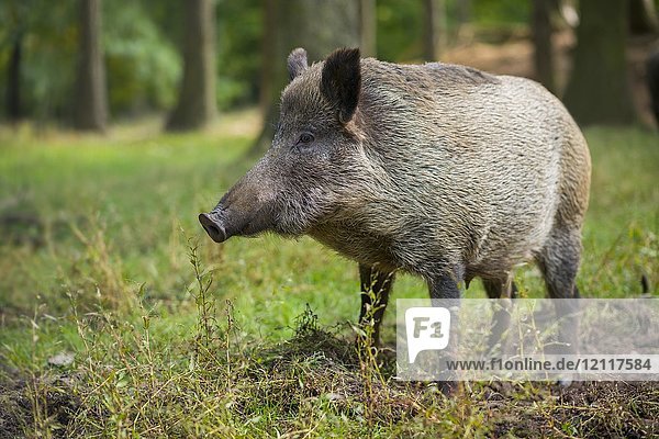 Wildschwein (Sus scrofa)  Bache im Wald  in Gefangenschaft  Deutschland  Europa