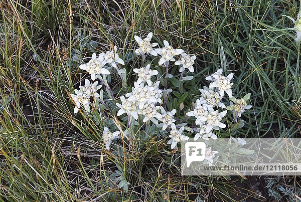 Alpines Edelweiß (Leontopodium nivale)  Kurumduk-Tal  Provinz Naryn  Kirgisistan  Asien