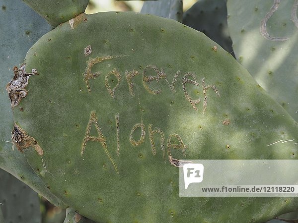 Inschrift Forever Alone  eingemeißelt in das Blatt eines östlichen Feigenkaktus (Opuntia humifusa)  Cinque Terre  Italien  Europa