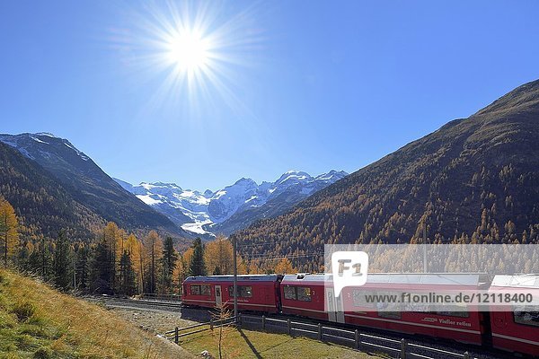 Bernina Express fährt durch Lärchenwald im Herbst  hinter dem Morteratschgletscher  Kanton Graubünden  Schweiz  Europa