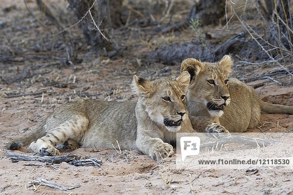Afrikanische Löwen (Panthera leo)  zwei Jungtiere liegen in der Abenddämmerung auf Sand  Kgalagadi Transfrontier Park  Nordkap  Südafrika  Afrika