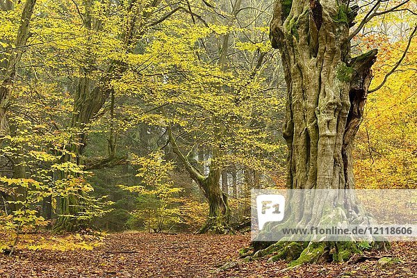 knorrige  alte Hainbuchen (Carpinus betulus) im Herbst  Reinhardswald  Sababurg  Hessen  Deutschland  Europa