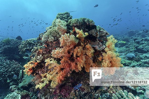 Korallenblock mit Orangenbaumkoralle (Scleronephthya)  Nusa Lembongan  Bali  Indonesien  Asien