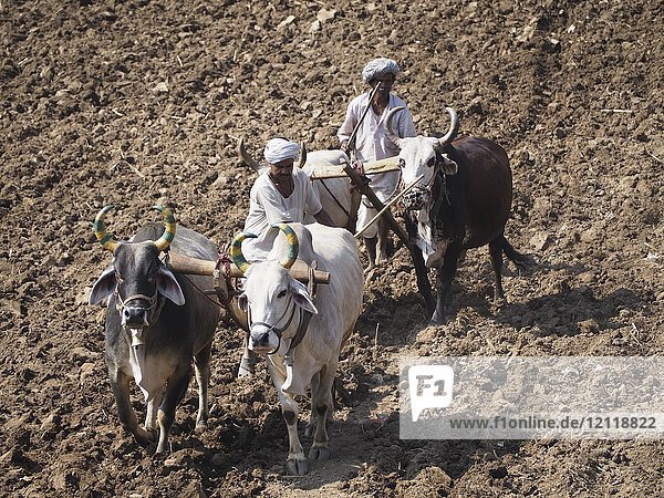 A farmer uses cattle and a plough made of wood for traditional agriculture on a field  Ranakpur  Rajasthan  India  Asia