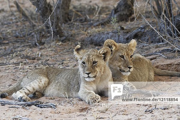 Afrikanische Löwen (Panthera leo)  zwei Jungtiere auf Sand liegend  Kgalagadi Transfrontier Park  Nordkap  Südafrika  Afrika