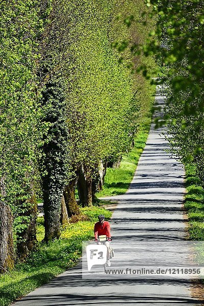 Cyclist on avenue  Franconian Switzerland  Upper Franconia  Bavaria  Germany  Europe