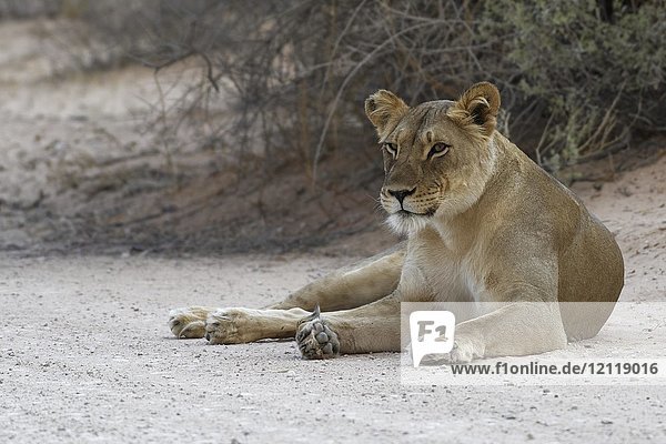 Afrikanischer Löwe (Panthera leo)  Löwin auf unbefestigter Straße liegend  wachsam  Kgalagadi Transfrontier Park  Nordkap  Südafrika  Afrika