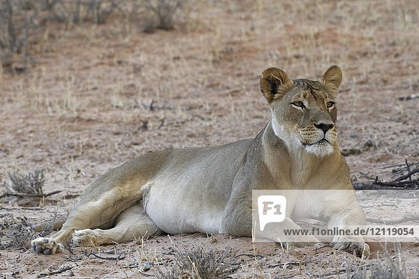 Afrikanischer Löwe (Panthera leo)  Löwin auf Sand liegend  wachsam  Kgalagadi Transfrontier Park  Nordkap  Südafrika  Afrika