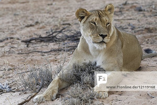 Afrikanischer Löwe (Panthera leo)  Löwin auf Sand liegend  Kgalagadi Transfrontier Park  Nordkap  Südafrika  Afrika