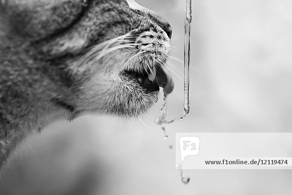 Katze trinkt Wasser  Nahaufnahme.