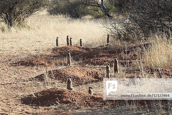 Africa  Southern Africa  South African Republic  Kalahari Desert  Meerkat or suricate (Suricata suricatta)  adults and youngs.