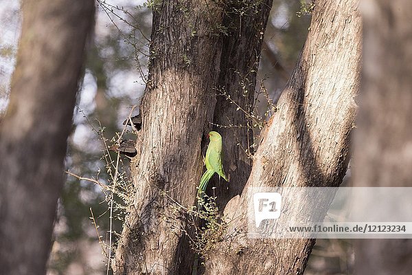 Asia  India  Rajasthan  Ranthambore National Park  Rose-ringed parakeet (Psittacula krameri).