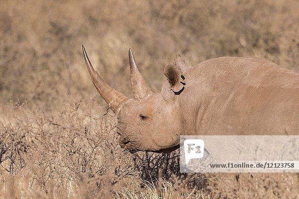 Africa  Southern Africa  South African Republic  Kalahari Desert  Black rhinoceros or hook-lipped rhinoceros (Diceros bicornis)  adult female  3O years old.