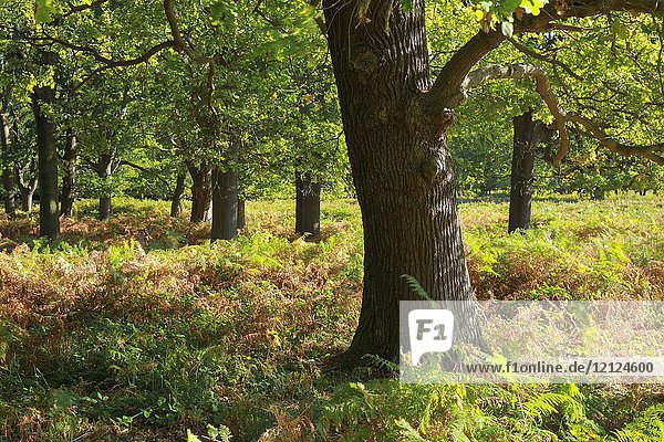 Oak trees in Richmond Park  England.