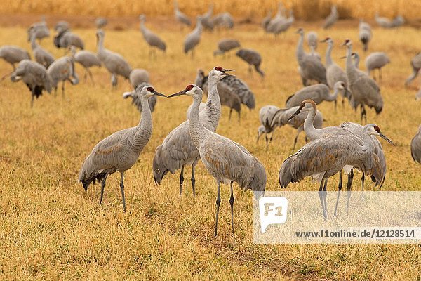 Sandhill cranes in field,  Bernardo Wildlife Management Area,  New Mexico.