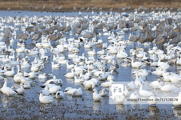 Snow geese and Sandhill cranes on pond  Bosque del Apache National Wildlife Refuge  New Mexico.