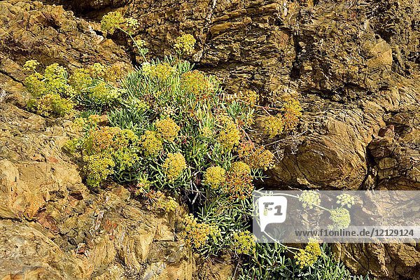 Sea fennel or samphire (Crithmum maritimum) is an edible plant native to Mediterranean and Canary Islands coast and western coastlines of Europe. This photo was taken in Cap de Creus  Girona  Catalonia  Spain.