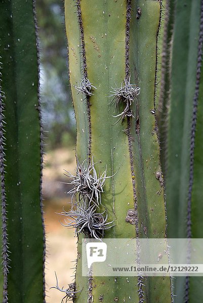 Gallinita or heno de bola (Tillandsia recurvata) growing on a Mexican fencepost cactus (Pachycereus marginatus). This photo was taken in Teotihuacan  Mexico.