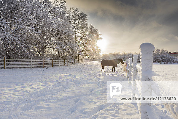 Pferd im Schnee in Jarfalla  Schweden