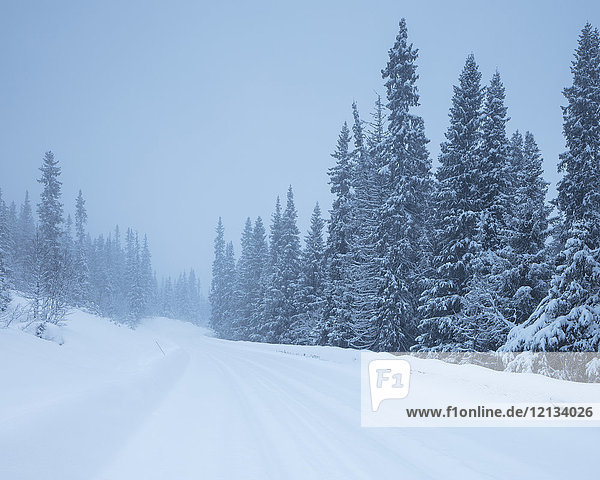 Rural road during winter in Fulufjallet National Park Sweden