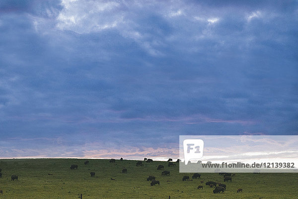 Clouds over bison grazing in field