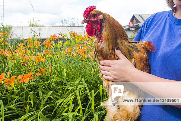 Nahaufnahme einer Frau  die einen Hahn auf einem Bauernhof hält