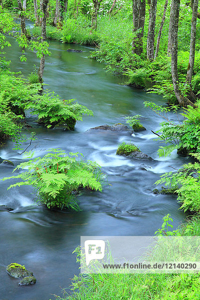 Wasserlauf im Wald  Präfektur Fukushima  Japan