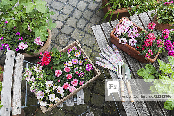 Gartenarbeit  Pflanzung von Sommerblumen  rosa und rosa Farbauswahl  Holzkiste