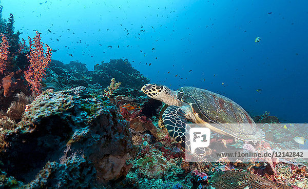 Indonesien  Bali  Nusa Lembonga  Nusa Penida  Karettschildkröte  Eretmochelys imbricata