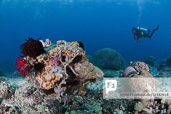 Indonesia  Bali  Nusa Lembonga  Nusa Penida  female diver at coral reef
