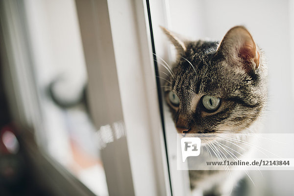Tabby Katze beobachtet etwas