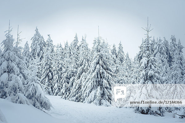 Deutschland  Hessen  Hochtaunuskreis  Feldberg  Winterlandschaft mit verschneiten Bäumen