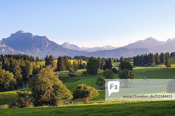 Deutschland  Bayern  Schwaben  Allgäu  Ostallgäu  Alpenvorland  Rieden am Forggensee mit Saeuling und Gehrenspitze