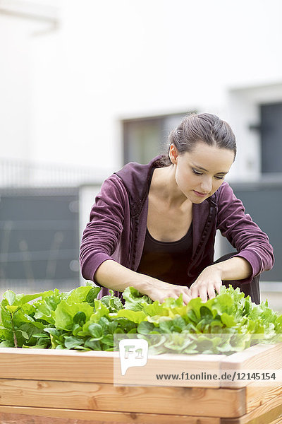 Junge Frau bei der Salaternte im Garten