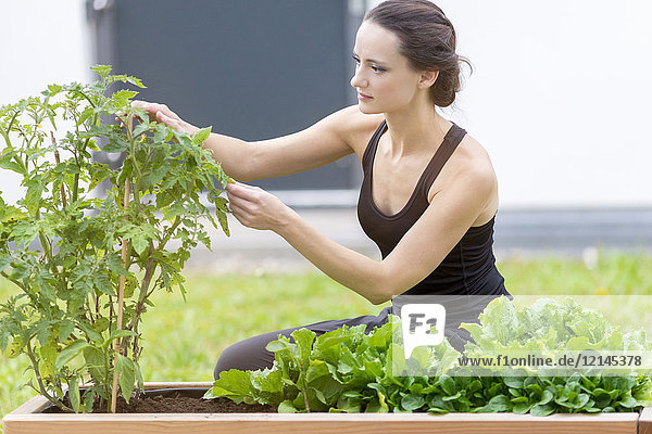 Junge Frau beim Ernten  Beet mit Salat und Kräutern im Garten