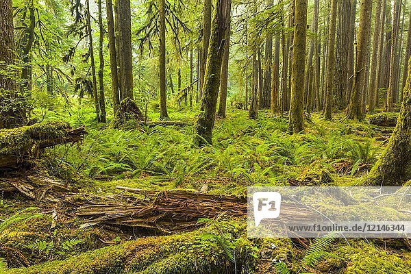 Ancient Groves Nature Trail durch einen alten Wald im Sol Duc-Abschnitt des Olympic National Park in Washington  Vereinigte Staaten.